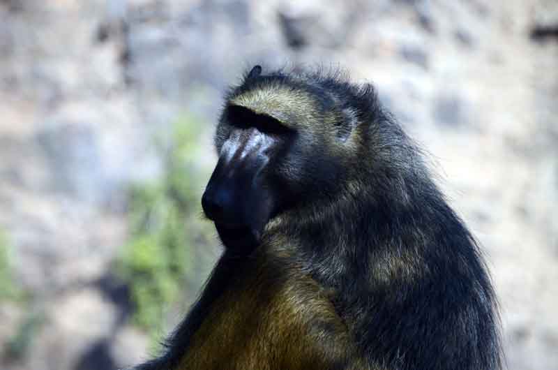 04 - Zambia - mono babuino - parque nacional Mosi-oa-tunya